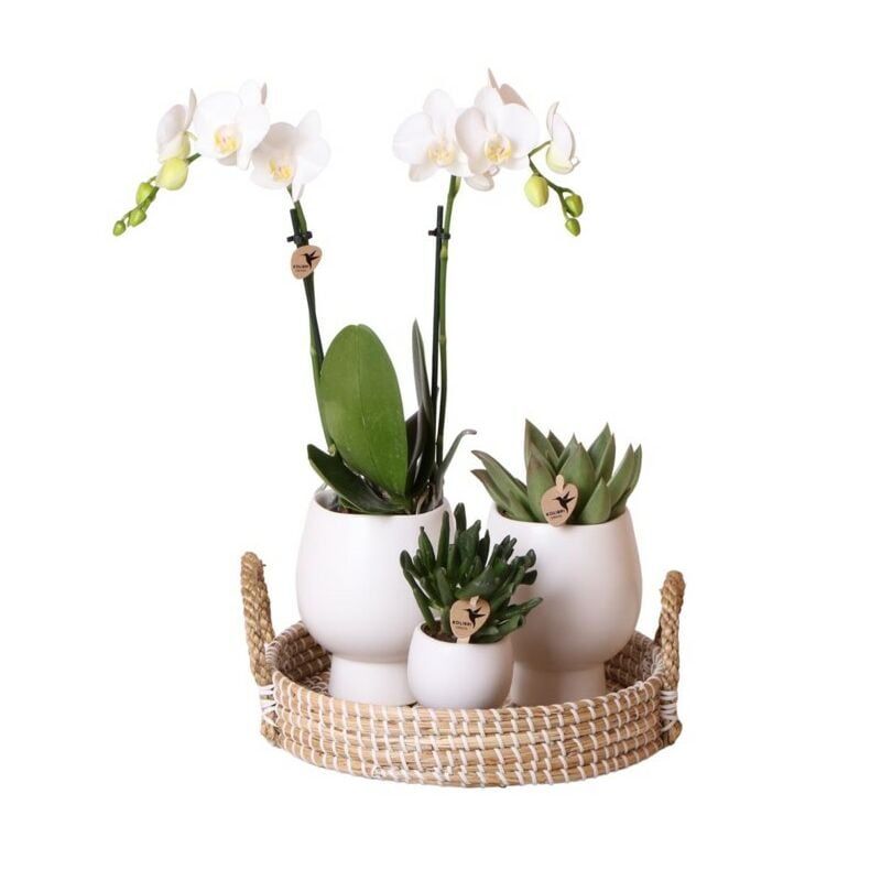 Ensemble de vie d'intérieur avec plantes d'intérieur faciles d'entretien - y compris décoration - prix tout compris set white