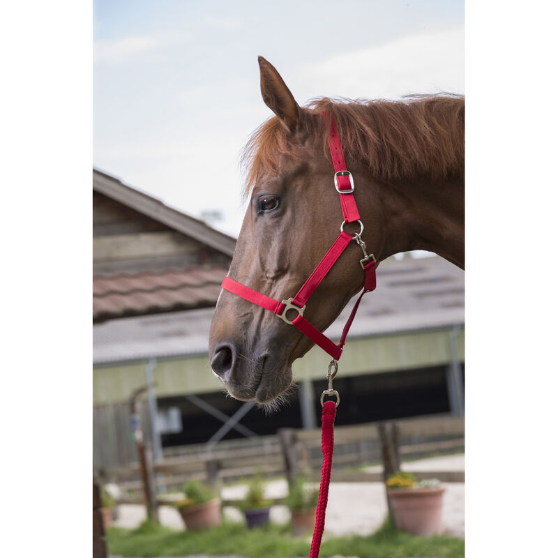 Ensemble licol et longe 'Club' rouge pour cheval