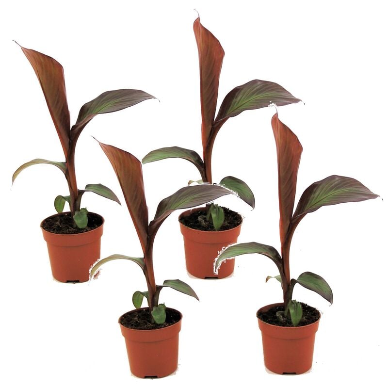 Plant In A Box - Musa ensete Maurelli - Set de 4 - Bananiers - Pot 9cm - Hauteur 20-30cm - Vert
