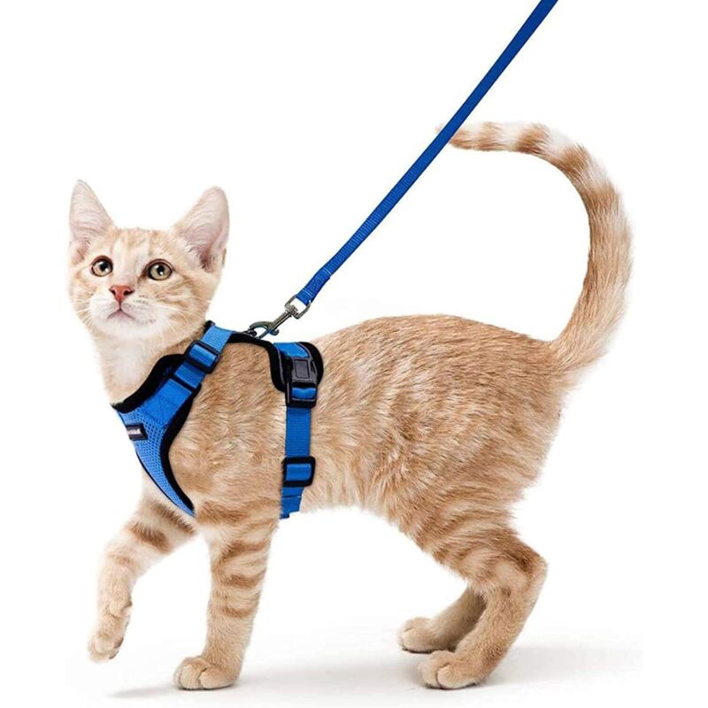 Harnais Chat Petit Chien Laisse Harnais Chaton Réglable Bleu xs Collier Harnai Chat Refléchissant Gilet Respirant pour Lapin, Chat Européen, Maine