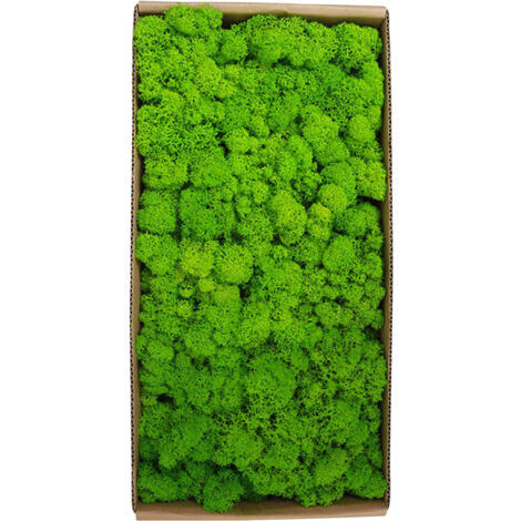 Eosnow Konservierte Moss Gartenkunst Wanddekoration Micro Landschaft dekorative Requisiten