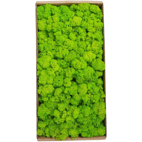 Eosnow Muschio conservato Gardenning Art Wall Decor Bulk Micro Paesaggio Oggetti di scena decorativi