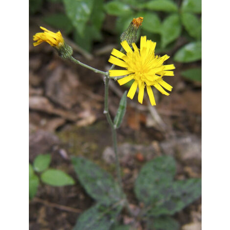 Épervière tachée Godet de 8/9 cm