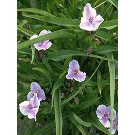 Ephémère de Virginie 'Bilberry Ice' Godet de 8/9 cm