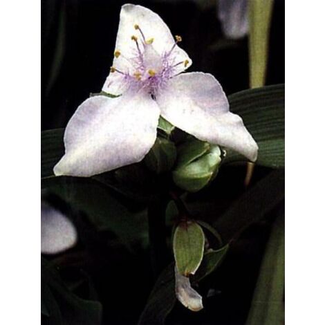 Ephémère de Virginie 'Osprey' Pot de 2L/3L