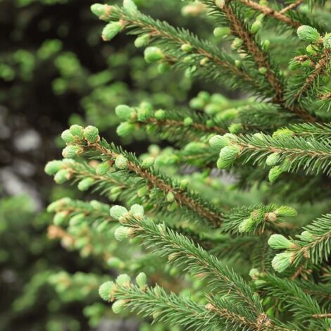 Epicéa Commun (Picea Abies) - Godet - Taille 20/40cm