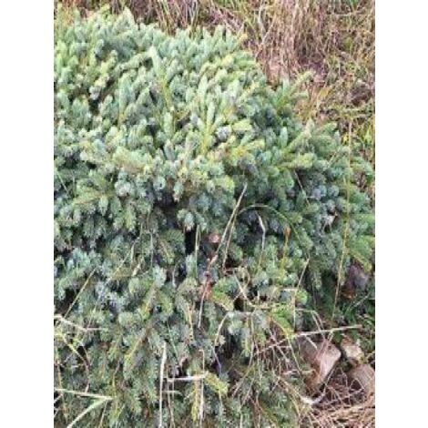 Épicéa 'Machala' Pot de 4L/5L