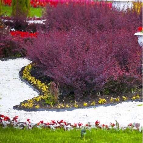 Epine Vinette de Thunberg (Berberis Thunbergii Atropurpurea)