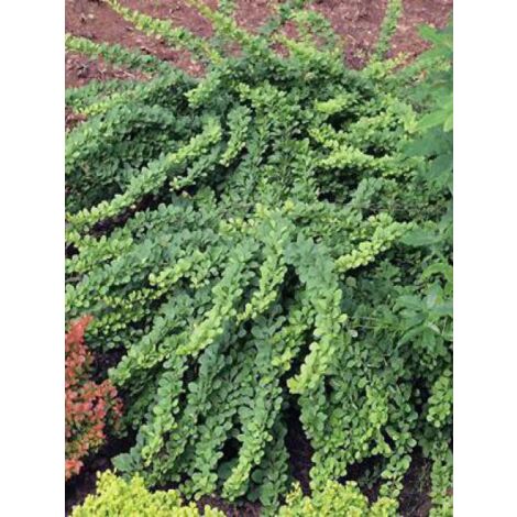 Épine-vinette de Thunberg 'Green Carpet' Pot de 3L/4L