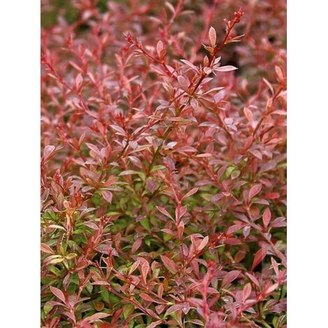 Épine-vinette de Thunberg 'Orange Dream' Pot de 2L/3L
