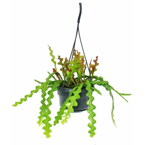 Epiphyllum anguliger Red Tip - cactus épée - cactus queue de crocodile de couleur rougeâtre - pot de feu de circulation 14cm