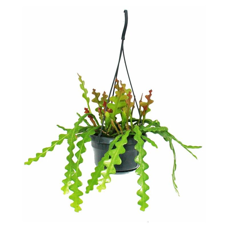 Exotenherz - Epiphyllum anguliger - Sabre-cactusim - Crocodile-queue-cactus - Pot à feux 14cm