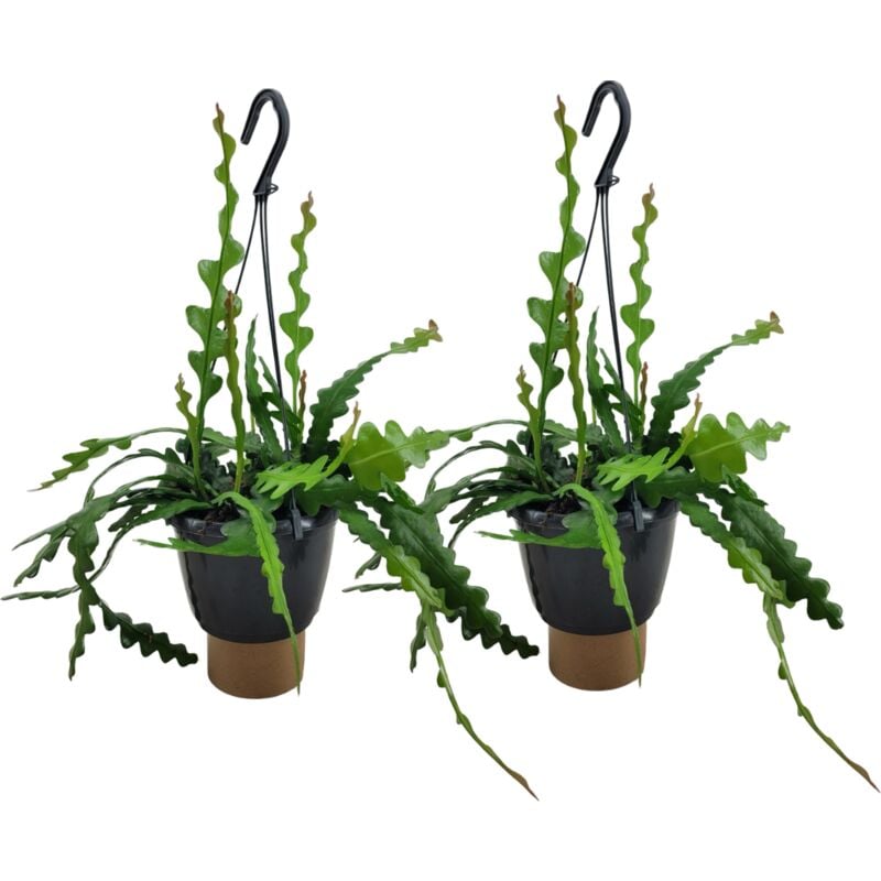 Plant In A Box - Epiphyllum Anguliger - Set de 2 - Cactées vues - Pot 15cm - Hauteur 30-40cm - Blanc