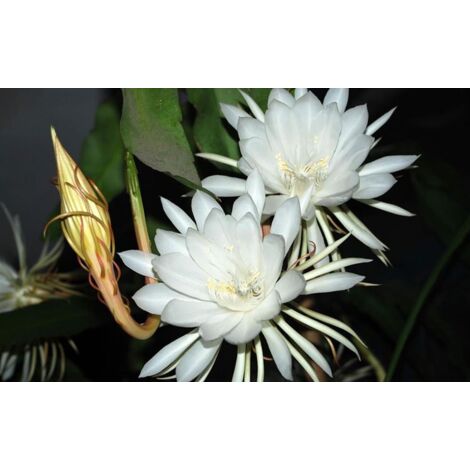 EPIPHYLLUM GÉANT À FLEURS BLANCHES LANGUE DE BELLE-MÈRE PHOTOS RÉELLES POT 14CM