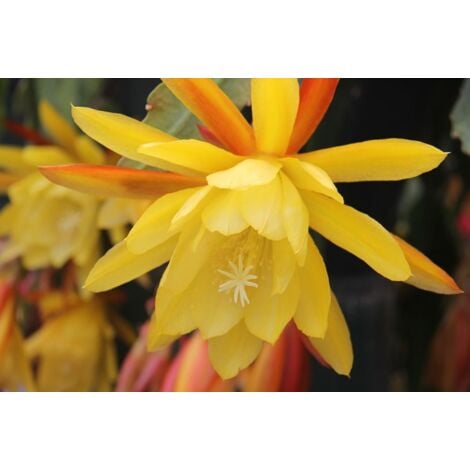 VIVAIO GARDEN FOREST EPIPHYLLUM GÉANT À FLEURS JAUNES LANGUE DE BELLE-MÈRE PHOTOS RÉELLES POT 14CM