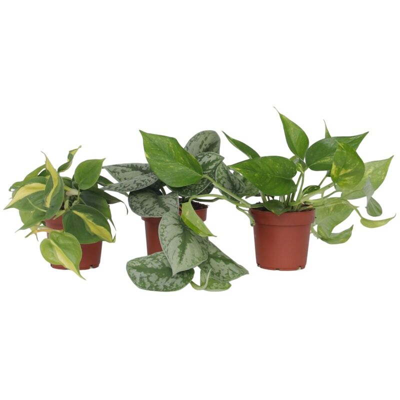 Plant In A Box - Mélange de Pothos - Set de 3 - Philodendron, Epipremnum - H25-40cm - ⌀12cm