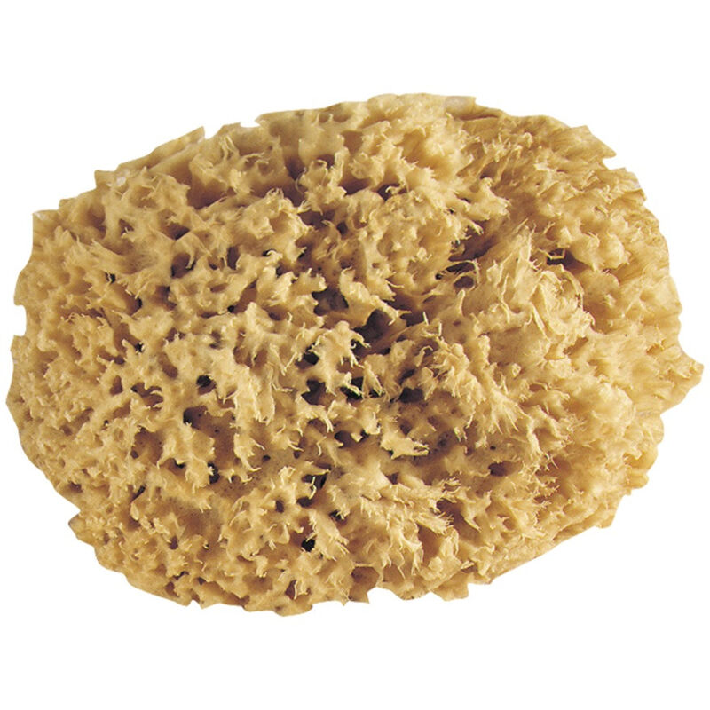 L'outil Parfait - Eponge naturelle pro brute D6,5cm