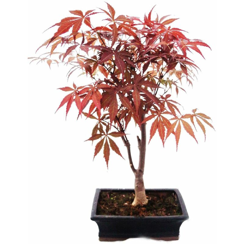 Rable à éventail du Japon, Acer palmatum, bol de 20cm