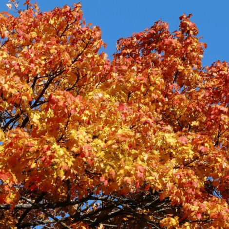 Erable à feuille de platane Cleveland, Acer platanoides/Pot de 15L - Tige 8/10