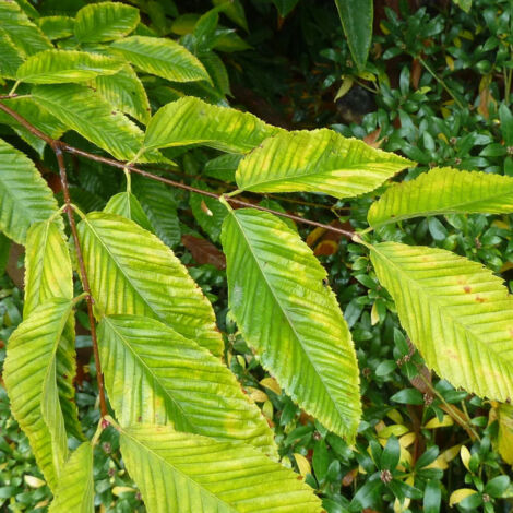 Érable à feuilles de charme, Acer carpinifolium/Pot de 15L - Baliveau