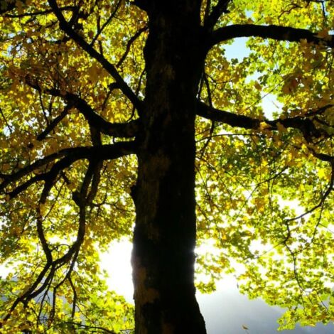 Érable à feuilles d'obier (Acer opalus)