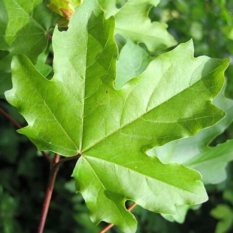 Érable champêtre Elsrijk, Acer campestre/Pot de 15L - Baliveau