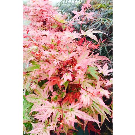 Erable 'Deshôjô' Taille du pot - Pot de 4 Litres