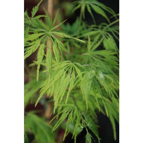 Erable 'Dissectum' Taille du pot - Pot de 4 Litres