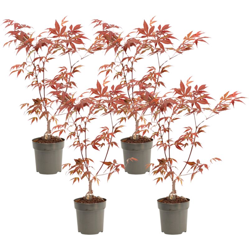Rable du Japon - Set de 4 - Acer palmatum 'Atropurpureum' - H25-40cm - ⌀10,5cm