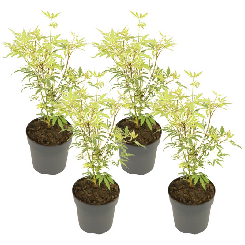 Rable du Japon - Set de 4 - Acer palmatum 'Butterfly' - H25-40cm - ⌀10,5cm