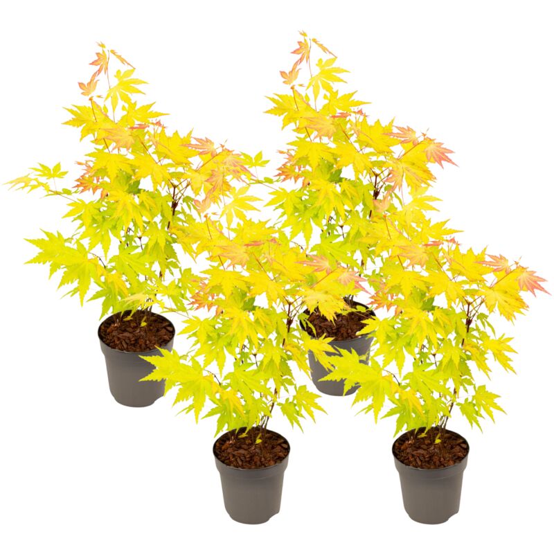 Rable du Japon - Set de 4 - Acer palmatum 'Orange Dream' - H25-40cm - ⌀10,5cm