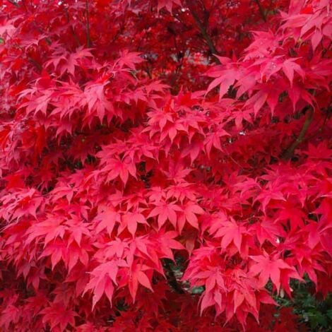 PÉPINIÈRES NAUDET Erable du Japon (Acer palmatum)