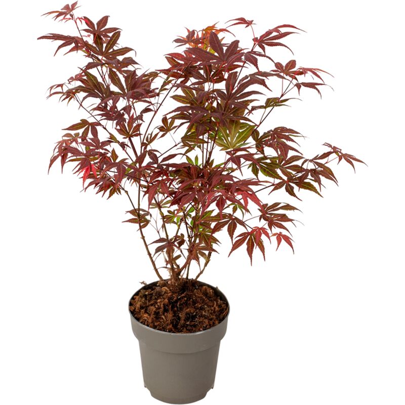 Plant In A Box - rable du Japon - Acer palmatum 'Atropurpureum' - Hauteur 35-55cm - ⌀15cm