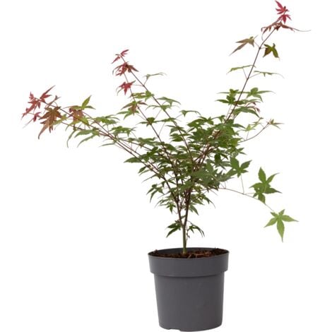 Érable du Japon - Acer palmatum 'Beni Maiko' - Hauteur 60-70cm - ⌀19cm