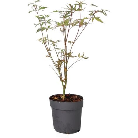 Érable du Japon - Acer palmatum 'Butterfly' - Hauteur 25-40cm - ⌀10,5cm