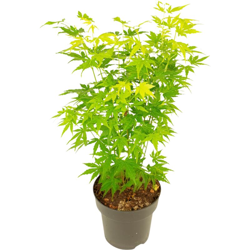 Plant In A Box - rable du Japon - Acer palmatum 'Going Green' - Hauteur 35-55cm - ⌀15cm