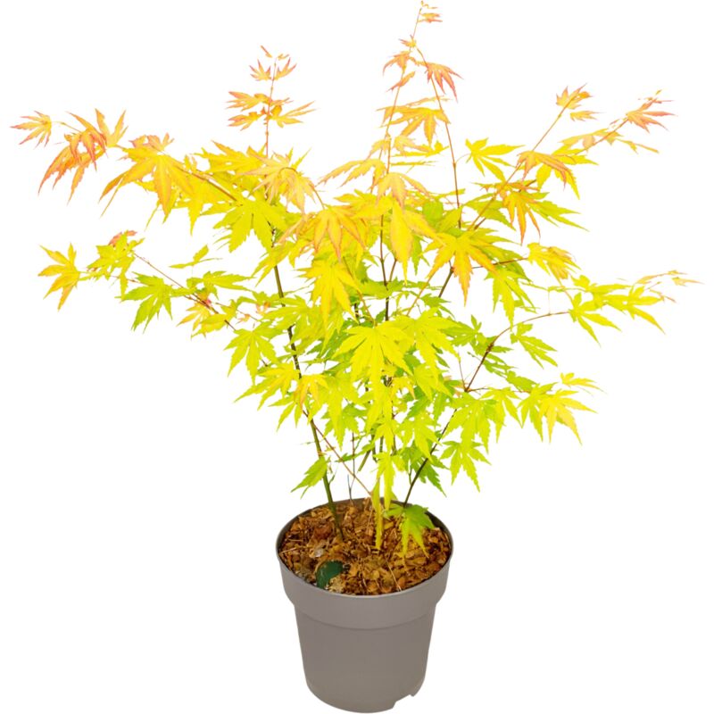 Plant In A Box - rable du Japon - Acer palmatum 'Orange Dream' - Hauteur 35-55cm - ⌀15cm