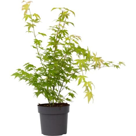 Érable du Japon - Acer palmatum 'Orange Dream' - Hauteur 60-70cm - ⌀19cm