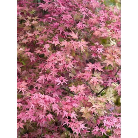 Érable du Japon 'Beni Maiko' Pot de 12L/15L, Demi-tige