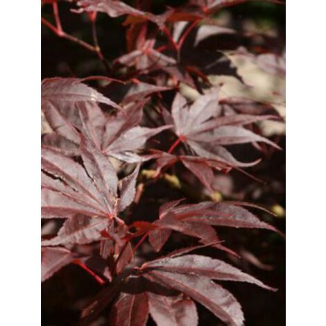 Érable du Japon 'Bloodgood' Pot de 7,5L/10L