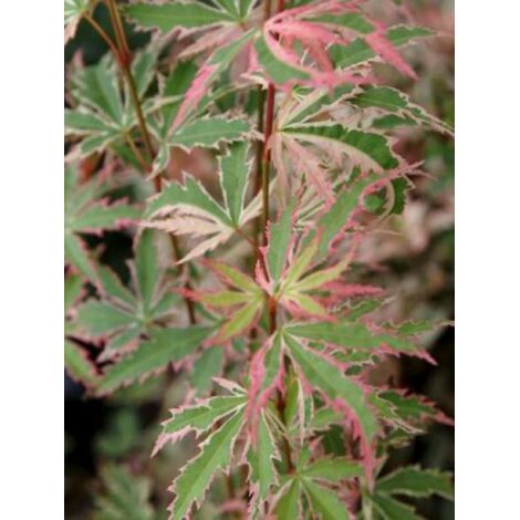 Érable du Japon 'Butterfly' Pot de 1L/1,5L