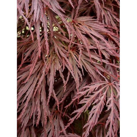 Érable du Japon 'Crimson Queen' Pot de 2L/3L