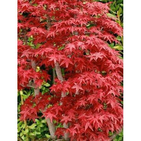 Érable du Japon 'Deshojo' Pot de 4L/5L, Gréffé