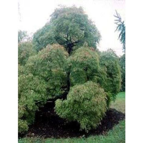 Érable du Japon 'Dissectum' Pot de 3L/4L