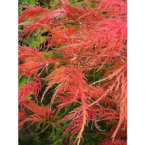 Érable du Japon 'Dissectum Viridis' Pot de 12L/15L, Tige