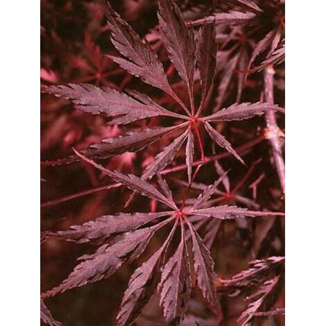 Érable du Japon 'Inaba Shidare' Pot de 3L/4L