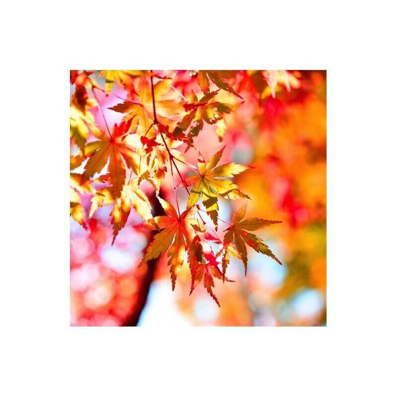 Pepinières Naudet - Erable du Japon 'Katsura' (Acer Palmatum Katsura) - Godet 9cm