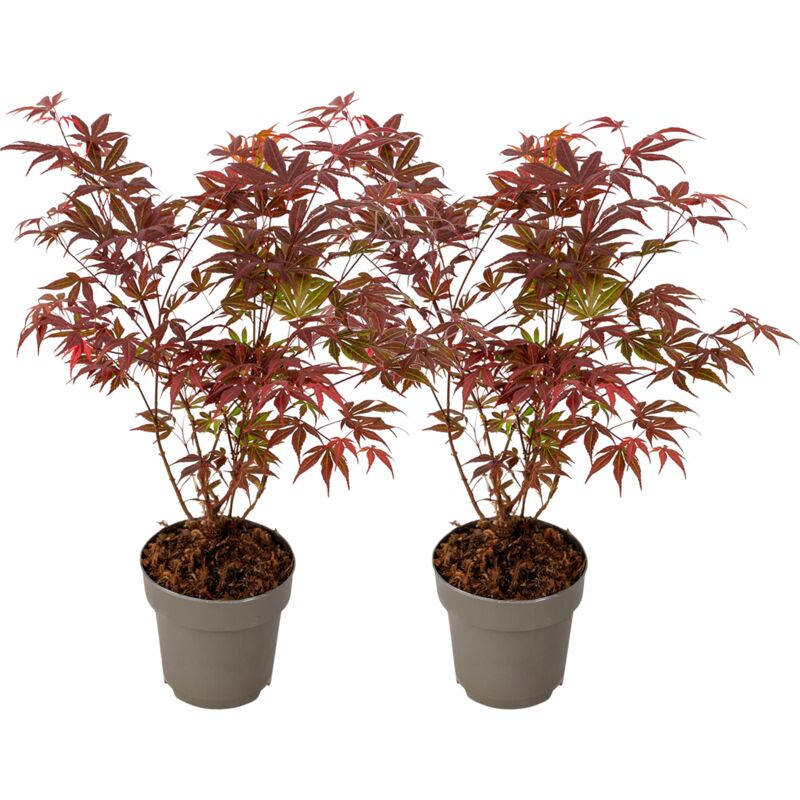 Plant In A Box - rable du Japon - Lot de 2 - Acer 'Atropurpureum' - Hauteur 35-55cm - ⌀15cm