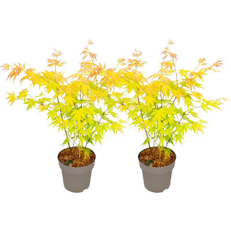 Rable du Japon - Lot de 2 - Acer palm. 'Orange Dream' - Hauteur 35-55cm - ⌀15cm