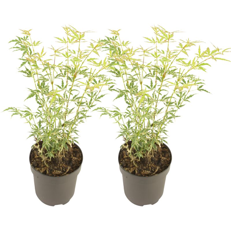 Rable du Japon - Lot de 2 - Acer palmatum 'Butterfly' - Hauteur 35-55cm - ⌀15cm